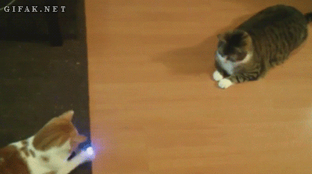 Две кошки играют в пинг-понг