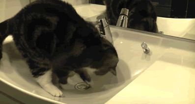 Добыча воды кошачьим способом