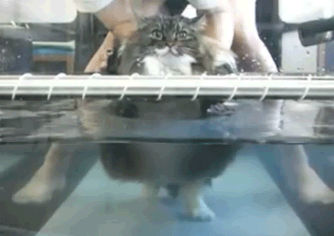 Толстый кот занимается аквааэробикой